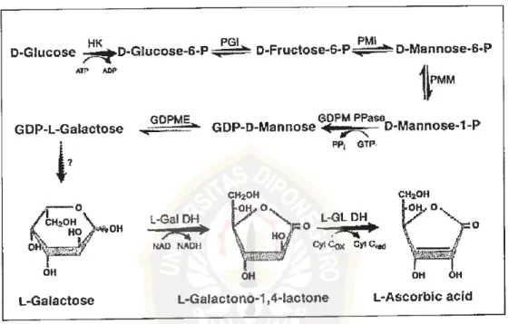 Gambar 2 : Skema pembentukan asam askorbat  (sumber : http://eprints.undip.ac.id) 