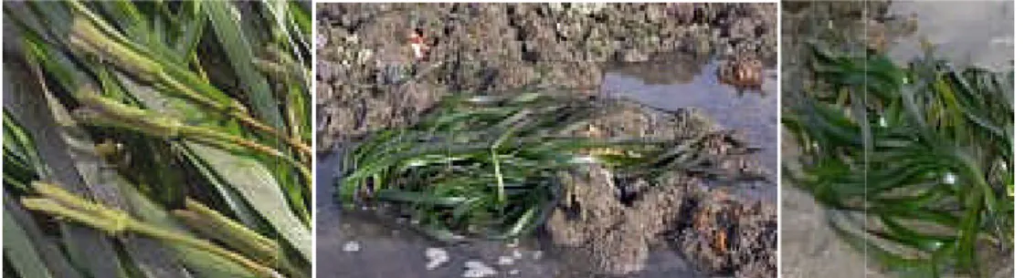 Gambar 1. daun dan bunga dari