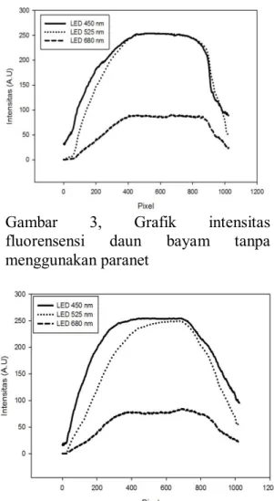 Gambar  3,  Grafik  intensitas  fluorensensi  daun  bayam  tanpa  menggunakan paranet  