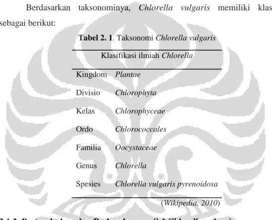 Tabel 2. 1. Taksonomi Chlorella vulgaris  Klasifikasi ilmiah Chlorella  Kingdom  Plantae  Divisio  Chlorophyta  Kelas  Chlorophyceae  Ordo  Chlorococcales  Familia  Oocystaceae  Genus  Chlorella 