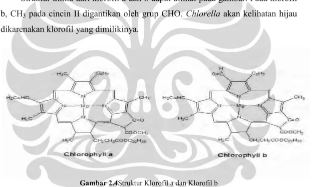 Gambar 2.4Struktur Klorofil a dan Klorofil b  (www.benbest.com/nutrceut/phytochemicals.html) 
