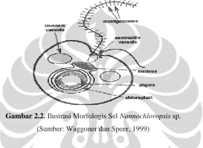 Ilustrasi morfologi Nannochloropsis sp. dapat dilihat pada Gambar 2.1. 