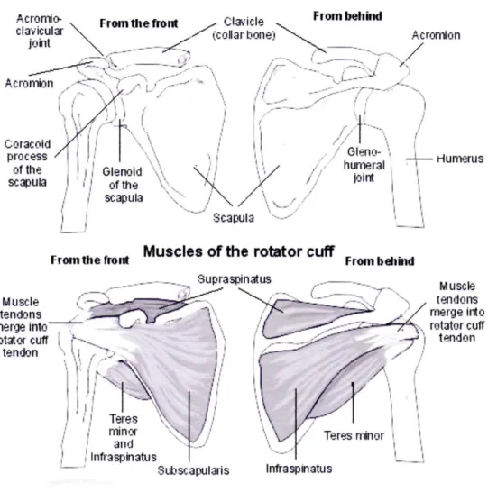 Gambar 1. Tulang-tulang pada bahu (bagian kanan). Sumber: AAOS, 2011. 9 