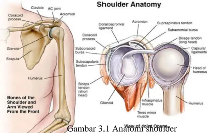 Gambar 3.1 Anatomi shoulder 
