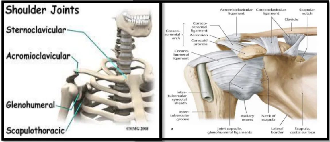 Gambar 3.2 Sendi dan ligament pada shoulder   1. Sendi 