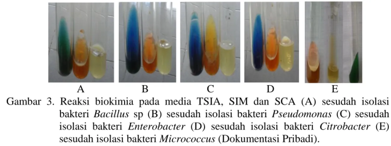 Gambar  3.  Reaksi  biokimia  pada  media  TSIA,  SIM  dan  SCA  (A)  sesudah  isolasi  bakteri  Bacillus  sp  (B)  sesudah  isolasi  bakteri  Pseudomonas  (C)  sesudah  isolasi  bakteri  Enterobacter  (D)  sesudah  isolasi  bakteri  Citrobacter  (E)  sesu