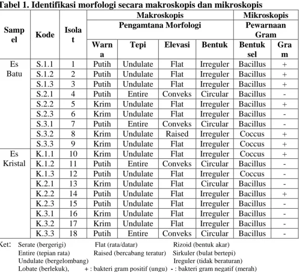 Tabel 1. Identifikasi morfologi secara makroskopis dan mikroskopis  