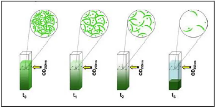 Gambar 1. Proses Bioflokulasi  2.5    Ekstraksi Mikroalga  