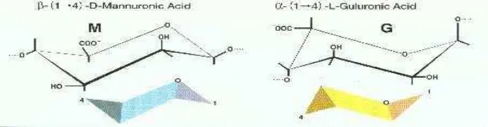 Gambar 2.2 Struktur G: - L asam guluronat dan M: - D asammannuronat 