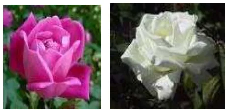 gambar bunga mawar putih). 