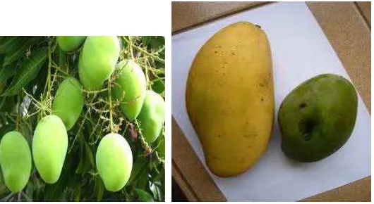 gambar buah mangga yang matang dan berwarna kuning. Ternyata konsep warna juga dapat 