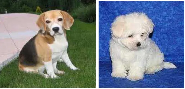 Gambar anjing yang pertama disebut anjing dan gambar anjing yang ke dua disebut kucing 