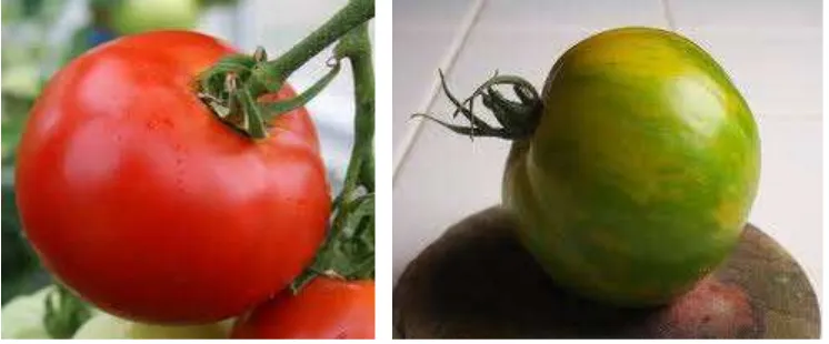 gambar buah tomat yang berwarna hijau. Juli menyebut gambar pertama sebagai buah tomat 