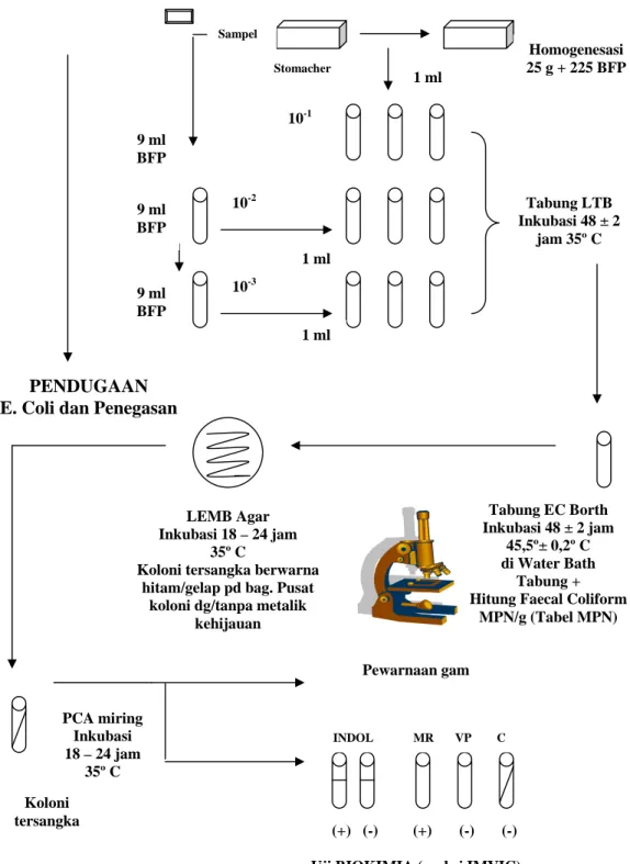 Gambar 3. Skematis Perhitungan Escherichia coli   -   KOH 