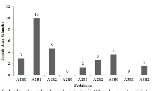 Gambar  8.  Jumlah  akar  sekunder  stek  makadamia  (Macadamia  integrifolia)  umur  12  MST pada perlakuan yang berbeda