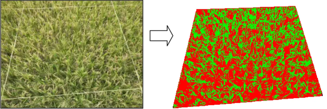 Gambar 4. Contoh citra pohon padi pada suatu grid 2,5 m x 2,5 m 