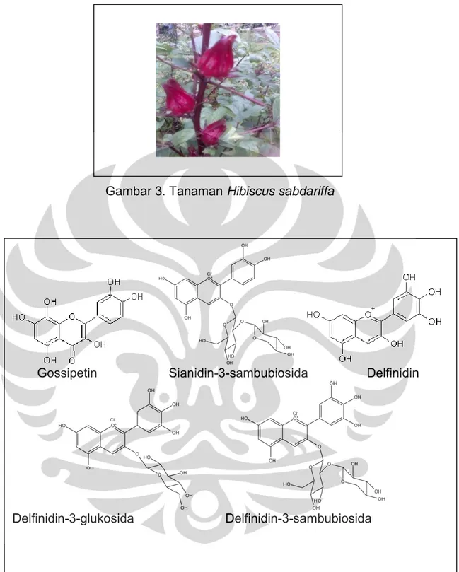 Gambar 3. Tanaman Hibiscus sabdariffa 