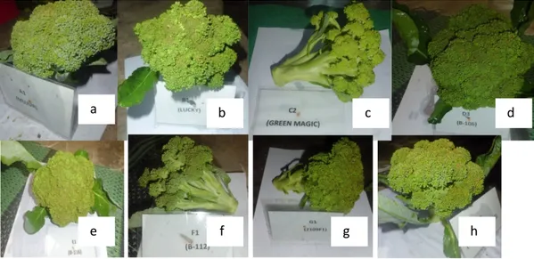 Gambar 2. Curd brokoli yang dihasilkan pada suhu tinggi 
