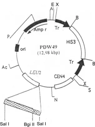 Gambar 1. Struktur plasmid pDW49. 