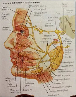 Tabel 1. House Brackmann Facial grading system6 