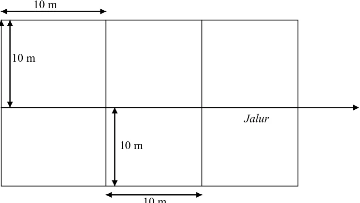 Gambar 8. Petak Contoh Kombinasi Jalur Dan Garis Berpetak 10 m  