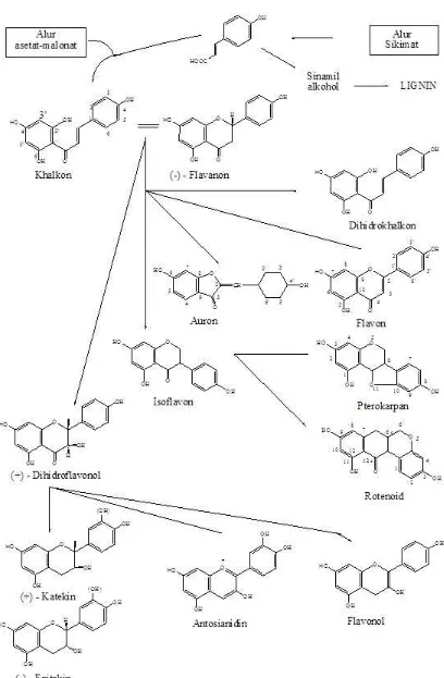 Gambar 2.1 Biosintesa hubungan antara jenis monomer flavonoida dari alur   