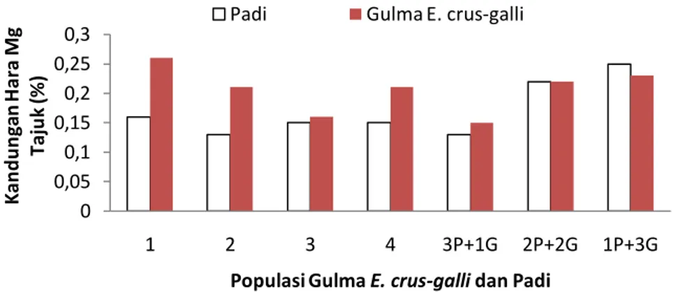 Gambar 25.  Kandungan hara Mg tajuk padi dan gulma pada pertanaman  monokultur dan pertanaman campuran  