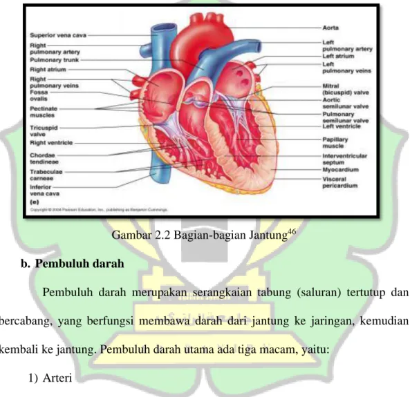 Gambar 2.2 Bagian-bagian Jantung 46 b. Pembuluh darah 