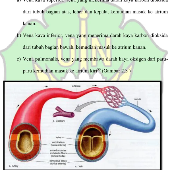 Gambar 2.3 Struktur Pembuluh Darah Arteri, Vena dan Kapiler 51 ____________ 