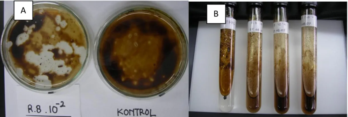 Gambar 2.  Zona bening  disekitar koloni bakteri yang diduga menghasilkan biosurfaktan  (A), Uji  konfirmasi  kelarutan  crude oil pada perlakuan bila dibandingkan dengan kontrol  (B) 