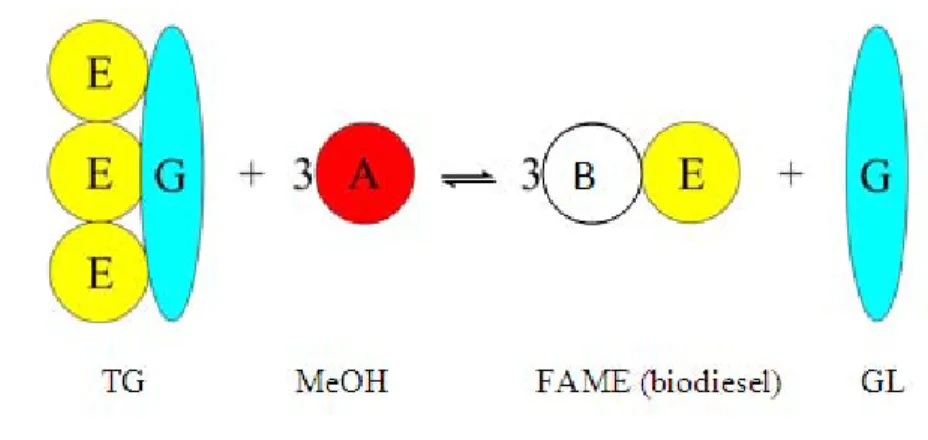 Gambar 8.  Reaksi transesterifikasi TG dan MeOH (E = ester, G =  gliserida, A = alkohol, B = alkil dari alkohol) 