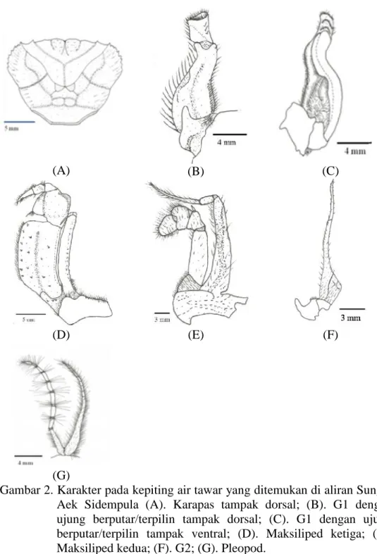 Gambar 2. Karakter pada kepiting air tawar yang ditemukan di aliran Sungai Aek  Sidempula  (A)