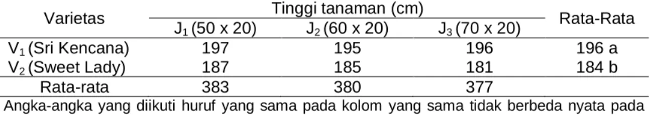 Tabel  1  menunjukkan  bahwa  varietas  Sri  Kencana  dengan  populasi  100.000  tanaman/ha  atau  jarak  tanam  50  cm  x  20  cm  memilih  tanaman  lebih  tinggi  dengan  rata-rata 197 cm, sedangkan varietas Sweet Lady dengan populasi 71,429 tanaman/ha  