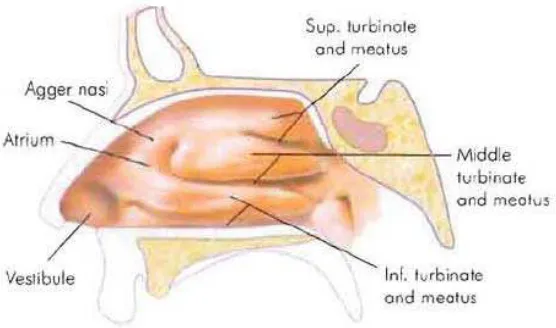 Gambar 2. Penampang Lateral Hidung (Dhingra, 2007) 