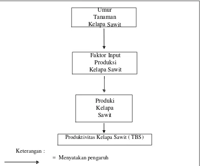 Gambar 2. Kerangka Pemikiran Pengaruh Umur Tanaman Terhadap Produktivitas 