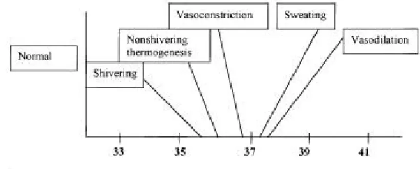 Gambar 3. Ambang termoregulasi pada Orang Normal  1         (Dikutip dari : Bhatacharya PK et al, tahun 2003) 