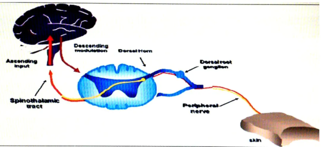 Gambar 2.1 Ascending-Descending Thermoregulator Pathway  (Stoelting, 2006) 