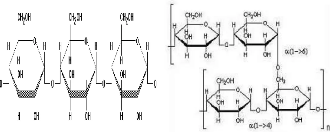 Gambar 1. Struktur kimia (a) amilosa dan (b) amilopektin           Sumber : Young (2005) 