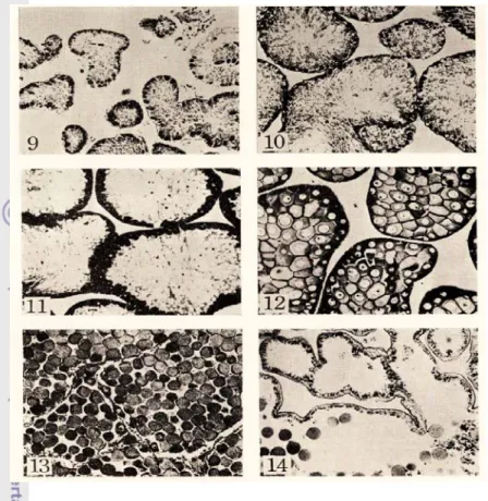Gambar 4  Tahapan perkembangan ovari bulubabi (Fuji 1960). 