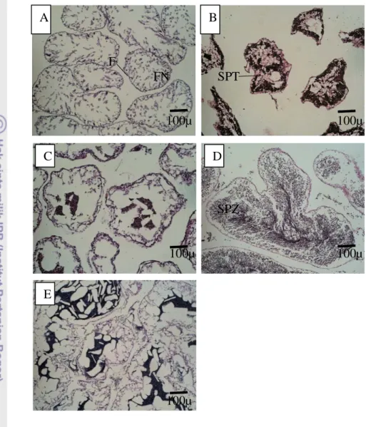 Gambar 8   Struktur histologis testis dalam berbagai tahap perkembangan.  