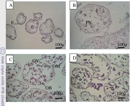 Gambar 9  Stuktur histologis ovari dalam berbagai tahap perkembangan. 