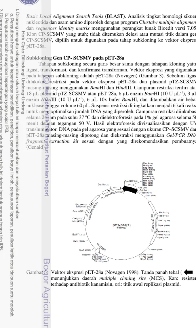 Gambar 3   Vektor ekspresi pET-28a (Novagen 1998). Tanda panah tebal (          )  menunjukkan  daerah  multiple  cloning  site  (MCS),  Kan:  resisten  terhadap antibiotik kanamisin, ori: titik awal replikasi plasmid