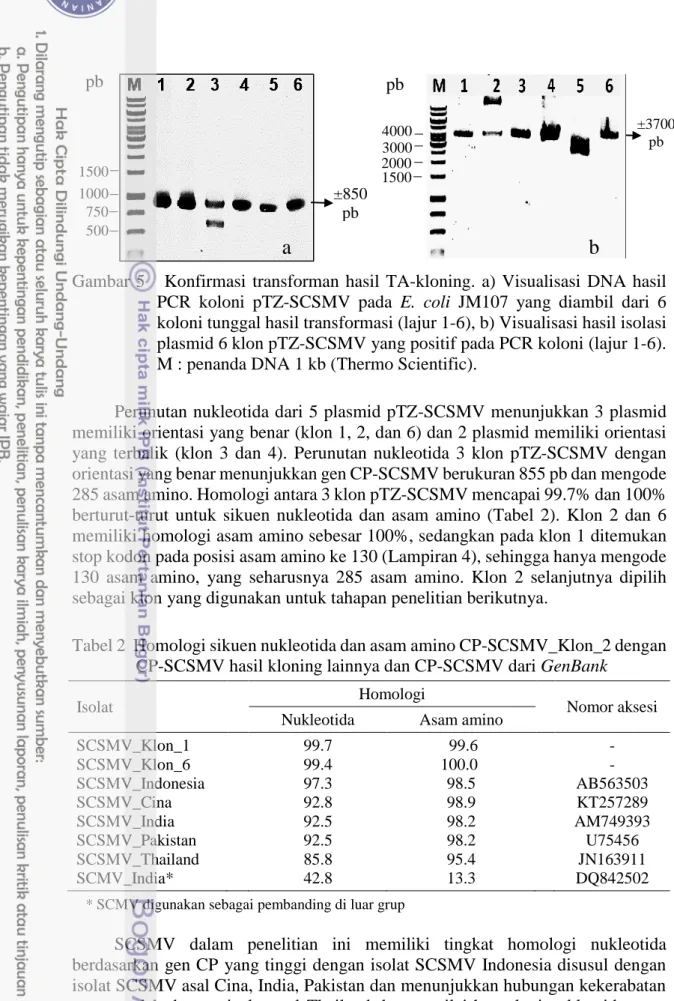 Tabel 2  Homologi sikuen nukleotida dan asam amino CP-SCSMV_Klon_2 dengan  CP-SCSMV hasil kloning lainnya dan CP-SCSMV dari GenBank   