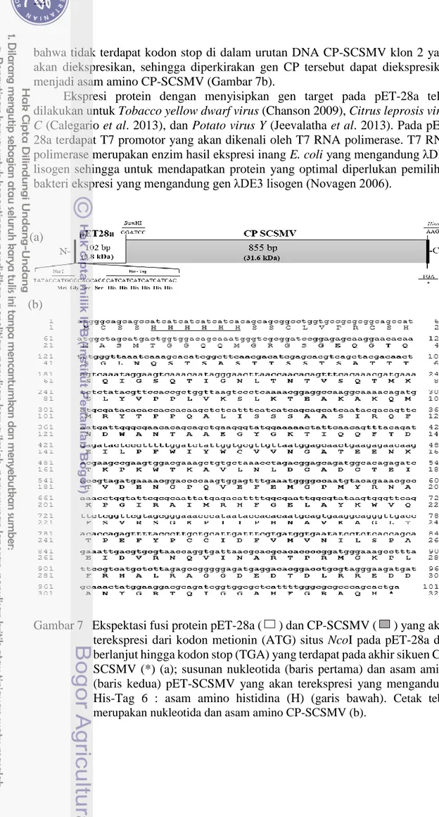 Gambar 7   Ekspektasi fusi protein pET-28a (   ) dan CP-SCSMV (   ) yang akan  terekspresi  dari kodon metionin  (ATG) situs  NcoI  pada pET-28a dan  berlanjut hingga kodon stop (TGA) yang terdapat pada akhir sikuen  CP-SCSMV  (*)  (a);  susunan  nukleotid