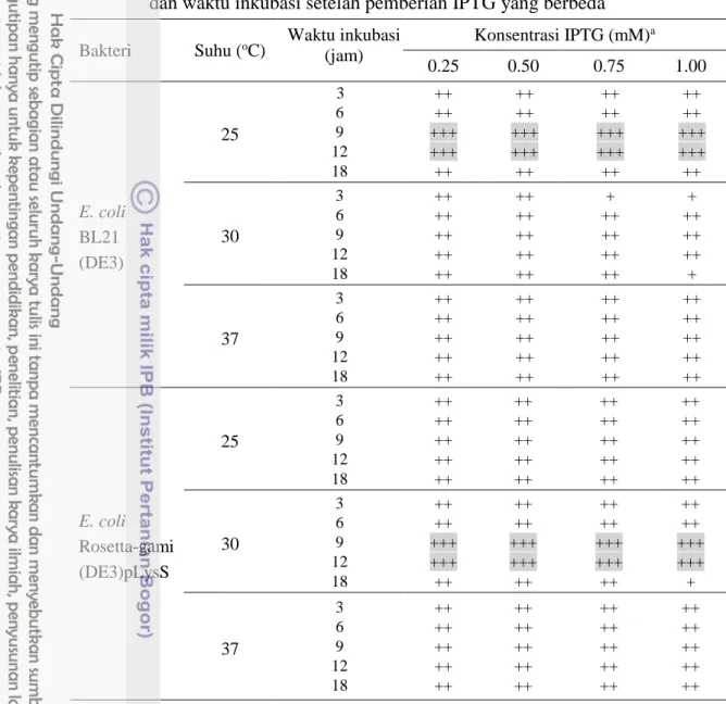 Tabel  3    Tingkat  ekspresi  protein  rekombinan  CP-SCSMV  pada  bakteri  E.  coli  BL21(DE3) dan Rosetta-gami(DE3)pLysS pada suhu, konsentrasi IPTG,  dan waktu inkubasi setelah pemberian IPTG yang berbeda 