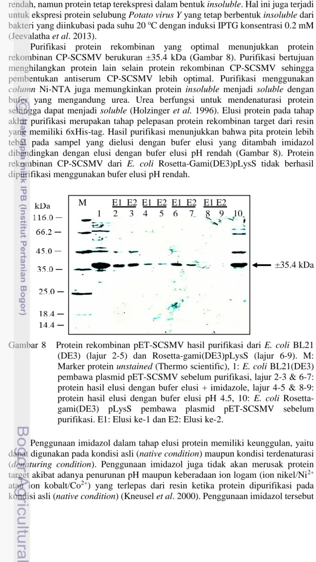 Gambar  8      Protein  rekombinan  pET-SCSMV  hasil  purifikasi  dari  E.  coli  BL21  (DE3)  (lajur  2-5)  dan  Rosetta-gami(DE3)pLysS  (lajur  6-9)