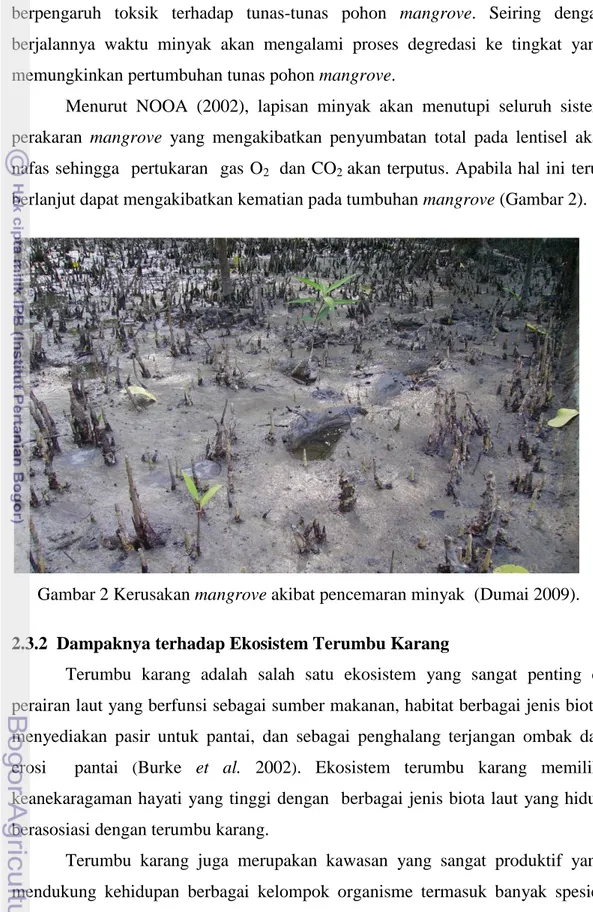 Gambar 2 Kerusakan mangrove akibat pencemaran minyak  (Dumai 2009). 