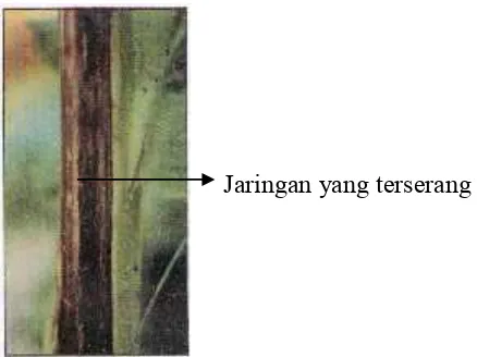 Gambar 3. Batang yang terserang bakteri (R.solanacearum) (Erwin,2000).