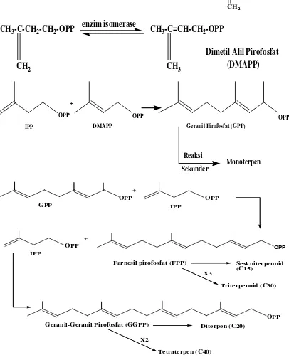 Gambar 2.4. Reaksi Biosintesa Terpenoid 