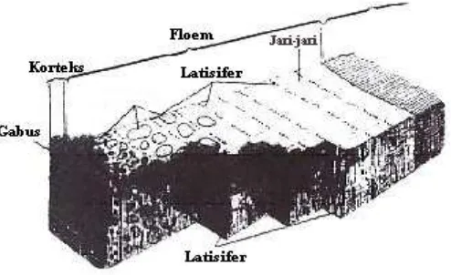 Gambar 4: Diagram Tiga Dimensi Kulit Kayu Hevea brasiliensis, Yang Memperlihatkan Susunan Latisifer Dalam Floem Sekunder (Fahn, 1999)